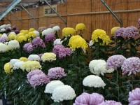 １０周年記念　南砺菊まつり 11月3日